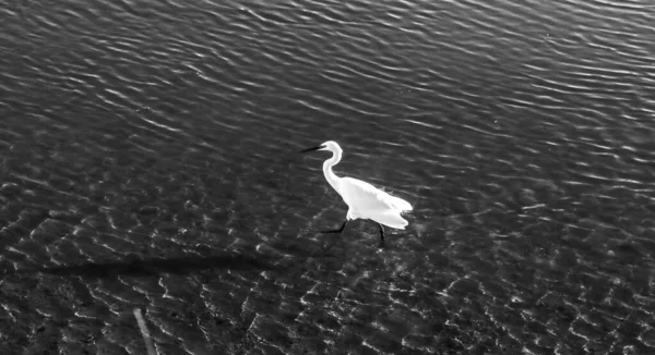 葡萄牙塔维拉镇吉劳河岸上的白鹭 — 图库照片