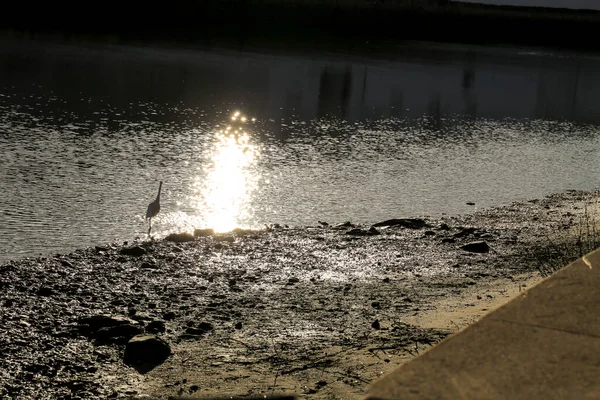 Heron Alb Malurile Râului Gilao Din Orașul Tavira Portugalia — Fotografie, imagine de stoc