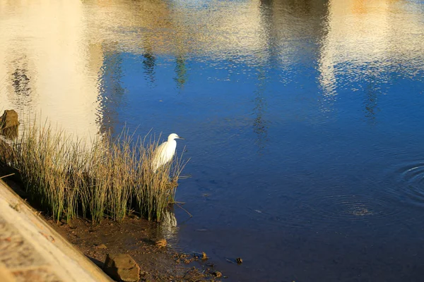 White Heron Vid Floden Gilaos Strand Staden Tavira Portugal — Stockfoto