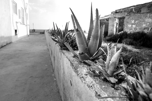 Plantes Agave Côté Maisons Abandonnées Cabo Gata Almeria Espagne — Photo