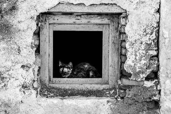 美丽的猫在旧废弃的房子窗户与缺口的立面 — 图库照片