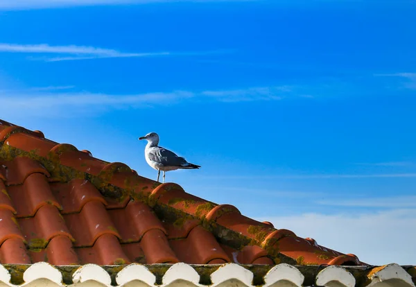 Γλάρος Σκαρφαλωμένος Στην Οροφή Ενός Σπιτιού Στην Πόλη Ferragudo Της — Φωτογραφία Αρχείου