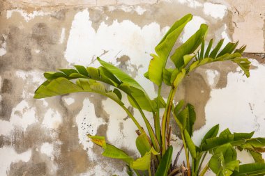 Strelitzia Nicolai fabrikası İspanya 'nın duvarlı arka planında