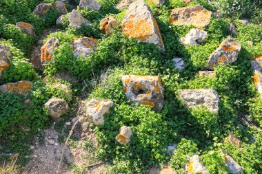 Portekiz kırsalında Adiantum Capillus-Veneris renkli ve güzel yeşil