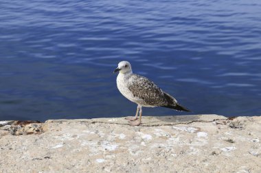 Portekiz 'in Sagres Limanı' ndaki taş duvarda martı var.