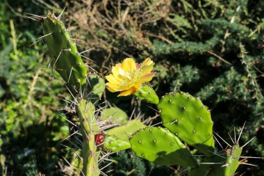 Güzel Opuntia Ficus-Indica Algarve, Portekiz 'de çiçek açtı.