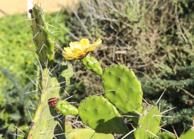 Güzel Opuntia Ficus-Indica Algarve, Portekiz 'de çiçek açtı.