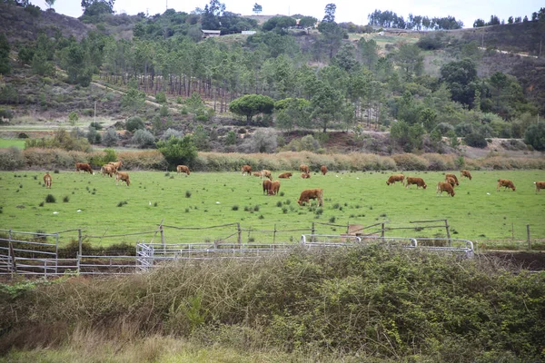 ポルトガルのオデセチア川の岸で牛の牧場 — ストック写真