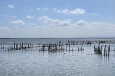 Valencia, İspanya 'daki Albufera Gölünde Çubuk ve Sopalı Tipik Balıkçılık Sistemi