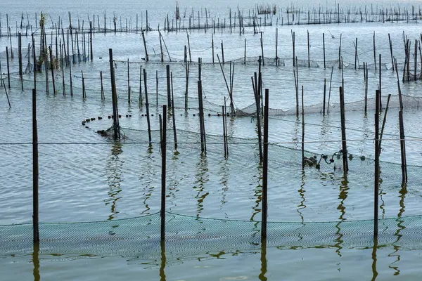 Valencia, İspanya 'daki Albufera Gölünde Çubuk ve Sopalı Tipik Balıkçılık Sistemi