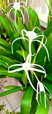 Güzel Pancratium Maritimum bitkisi İspanya 'da güneşin altında