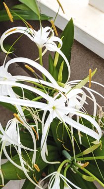 Güzel Pancratium Maritimum bitkisi İspanya 'da güneşin altında