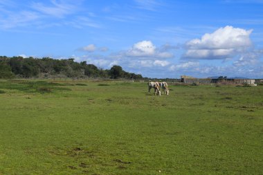 Portekiz 'in Alentejo bölgesindeki çayırlarda beyaz atlar otluyor.