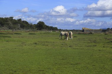 Portekiz 'in Alentejo bölgesindeki çayırlarda beyaz atlar otluyor.