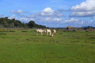 Portekiz 'in Alentejo bölgesindeki çayırlarda beyaz atlar otluyor.