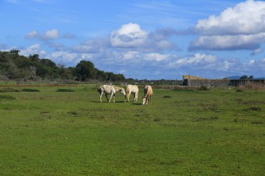 Portekiz 'in Alentejo bölgesindeki çayırlarda beyaz atlar otluyor.