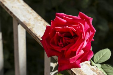 Güneşin altındaki bahçede güzel kırmızı bir gül