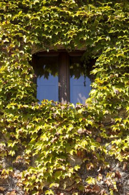 Trujillo kasabası, Caceres, Extremadura, İspanya 'da sarmaşıklarla kaplı güzel taş bir ev.