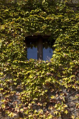 Trujillo kasabası, Caceres, Extremadura, İspanya 'da sarmaşıklarla kaplı güzel taş bir ev.