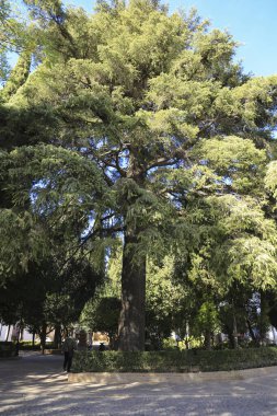 Ronda, Malaga, İspanya - 21 Ekim 2023: Ronda şehrinde güneşin altındaki bahçede görkemli çam ağaçları