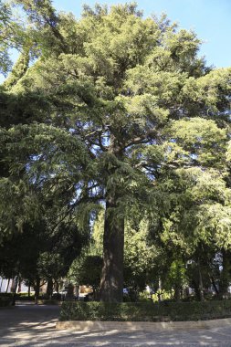 Ronda şehrinde güneşin altındaki bahçede görkemli çam ağaçları