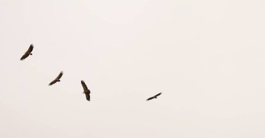 Cuenca bölgesinde uçan Gyps Fulvus, İspanya