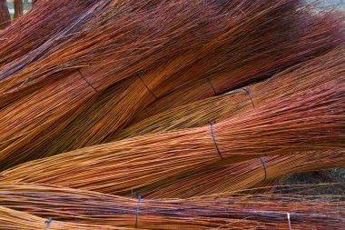 Priego, Cuenca bölgesindeki Wicker tarlası ve kavak ağaçları, İspanya