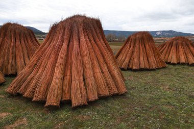 Priego, Cuenca bölgesindeki Wicker tarlası ve kavak ağaçları, İspanya