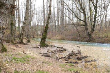Cuenca Bölgesi, İspanya 'daki Jucar Nehri' nin yanındaki kavak ağacı.