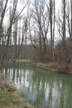 Cuenca Bölgesi, İspanya 'daki Jucar Nehri' nin yanındaki kavak ağacı.