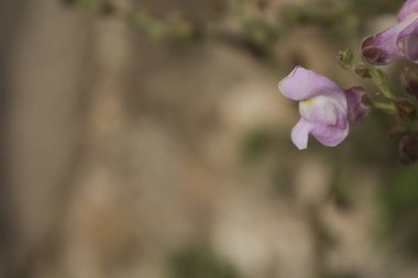 İspanya 'nın kırsalında güzel Antirrhinum Graniticum çiçekleri