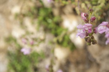 İspanya 'nın kırsalında güzel Antirrhinum Graniticum çiçekleri