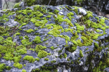 Ormanda kayalarda yetişen renkli yosun.