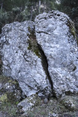 İspanya 'da ormanda yosunlu kaya