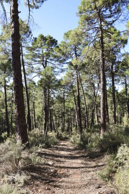 Sierra de Cazorla y Segura 'nın doğal parkındaki Pinus Nigra Ormanı