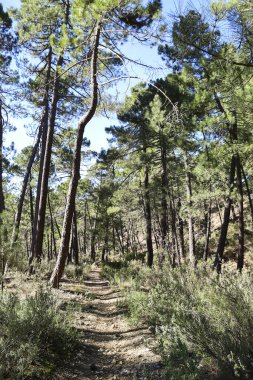 Sierra de Cazorla y Segura 'nın doğal parkındaki Pinus Nigra Ormanı