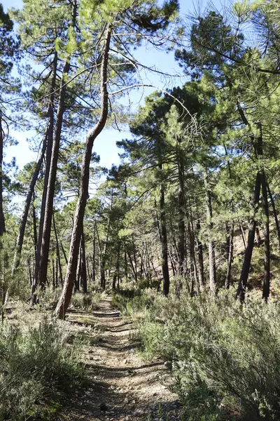 Sierra de Cazorla y Segura 'nın doğal parkındaki Pinus Nigra Ormanı