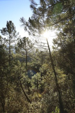 Sierra de Cazorla y Segura 'nın doğal parkındaki Pinus Nigra Ormanı