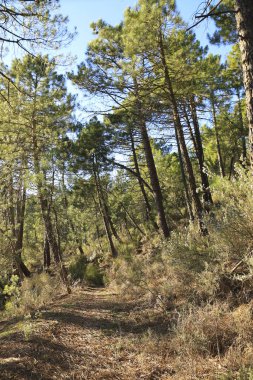 Sierra de Cazorla y Segura 'nın doğal parkındaki Pinus Nigra Ormanı