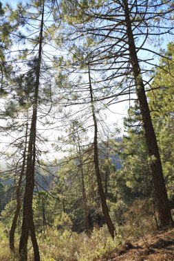 Sierra de Cazorla y Segura 'nın doğal parkındaki Pinus Nigra Ormanı