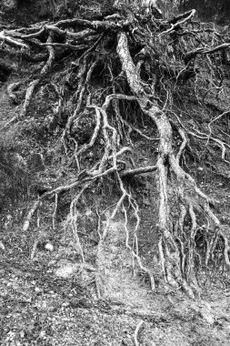 Pinus Nigra kökleri Sierra de Cazorla y Segura doğal parkına dayanır.