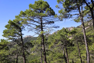 Sierra de Cazorla y Segura 'nın doğal parkındaki Pinus Nigra Ormanı