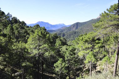 Sierra de Cazorla y Segura 'nın doğal parkındaki Pinus Nigra Ormanı