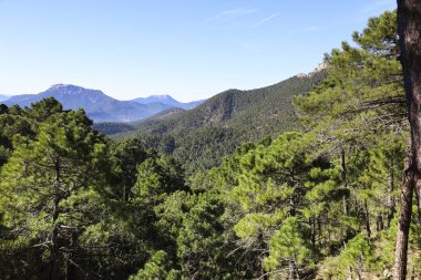 Sierra de Cazorla y Segura 'nın doğal parkındaki Pinus Nigra Ormanı
