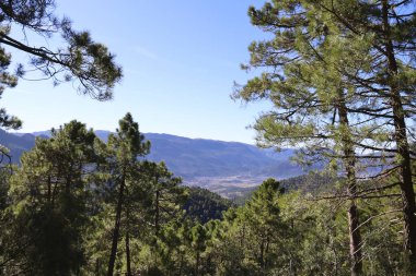 Sierra de Cazorla y Segura 'nın doğal parkındaki Pinus Nigra Ormanı