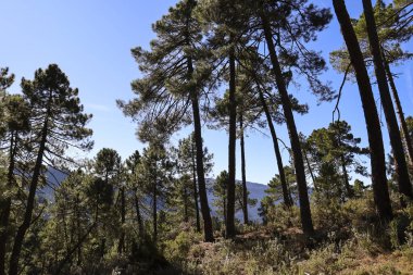 Sierra de Cazorla y Segura 'nın doğal parkındaki Pinus Nigra Ormanı