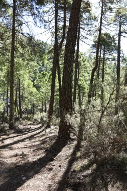 Sierra de Cazorla y Segura 'nın doğal parkındaki Pinus Nigra Ormanı