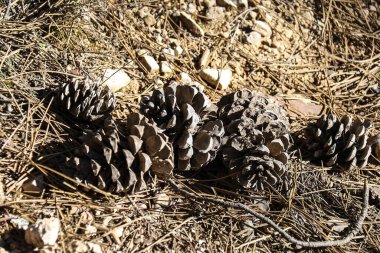 Sierra de Cazorla y Segura, İspanya 'da çam ağacı konileri