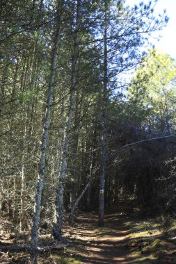 Sierra de Cazorla y Segura 'nın doğal parkındaki Pinus Nigra Ormanı