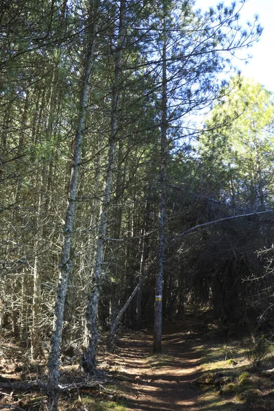 Sierra de Cazorla y Segura 'nın doğal parkındaki Pinus Nigra Ormanı